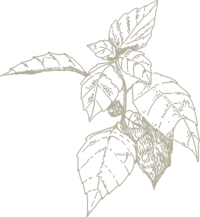 Basil Sketch