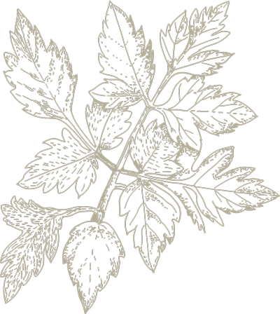 Parsley Sketch