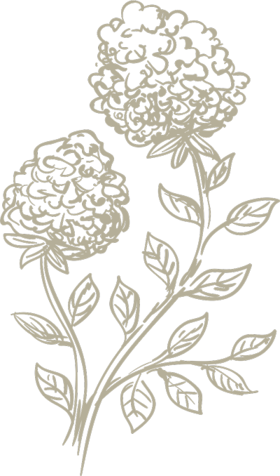 Thyme Sketch